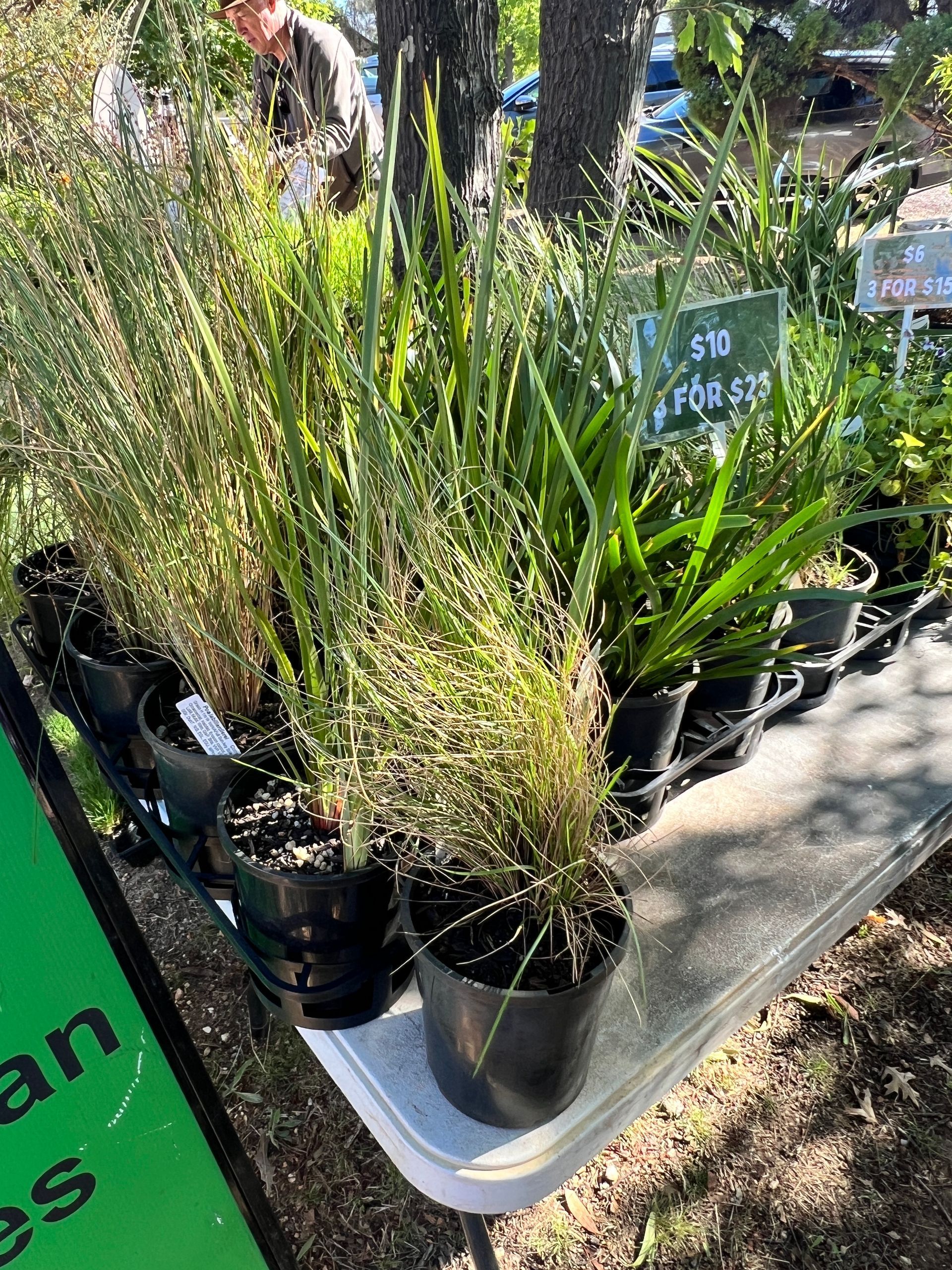 Potted ornamental grasses on a display table outdoors in sunlight