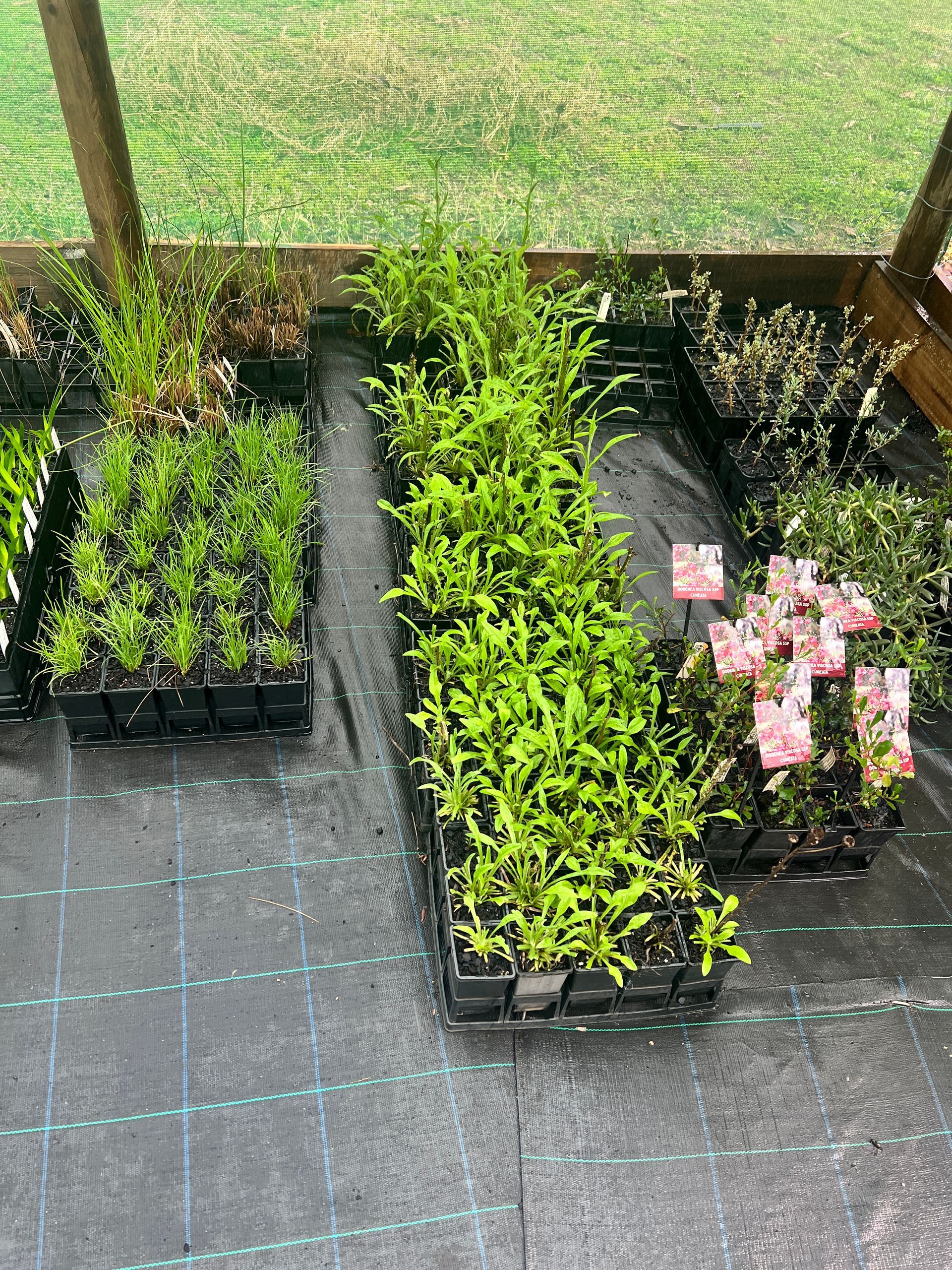 Rows of potted seedlings and pink flowers on greenhouse benches over black ground fabric