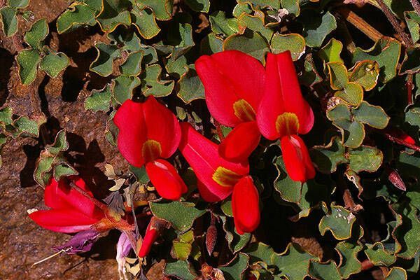 Bright red flowers blooming among green leaves on the ground