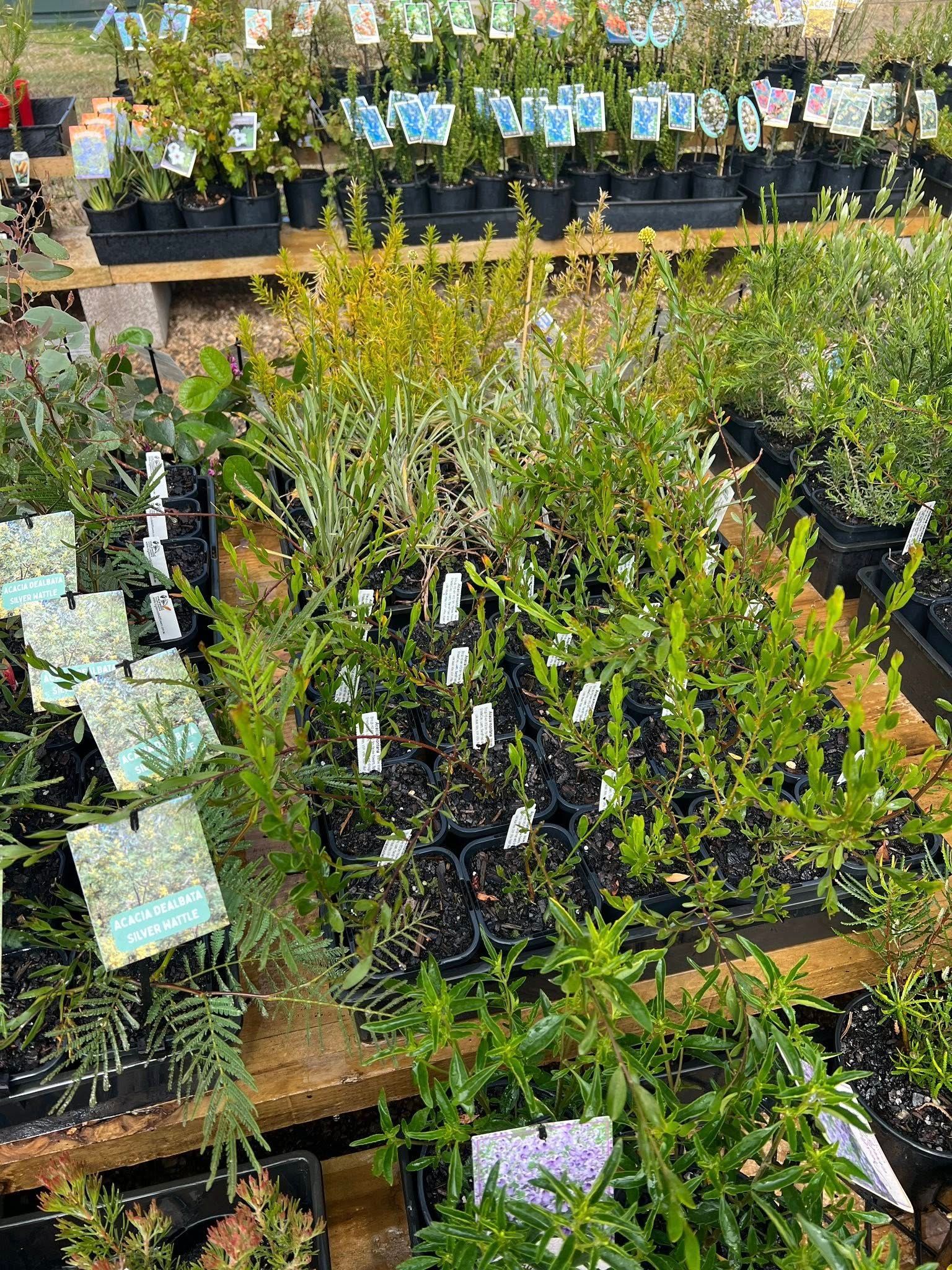 Rows of potted green plants and saplings in a garden nursery