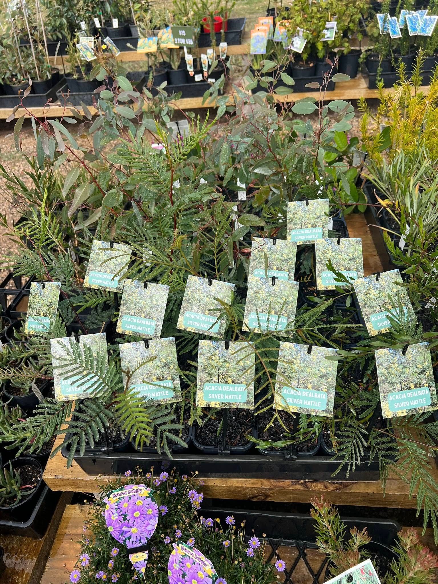 Potted plants and flowers on display at a garden nursery, with white label signs and a purple bloom in front