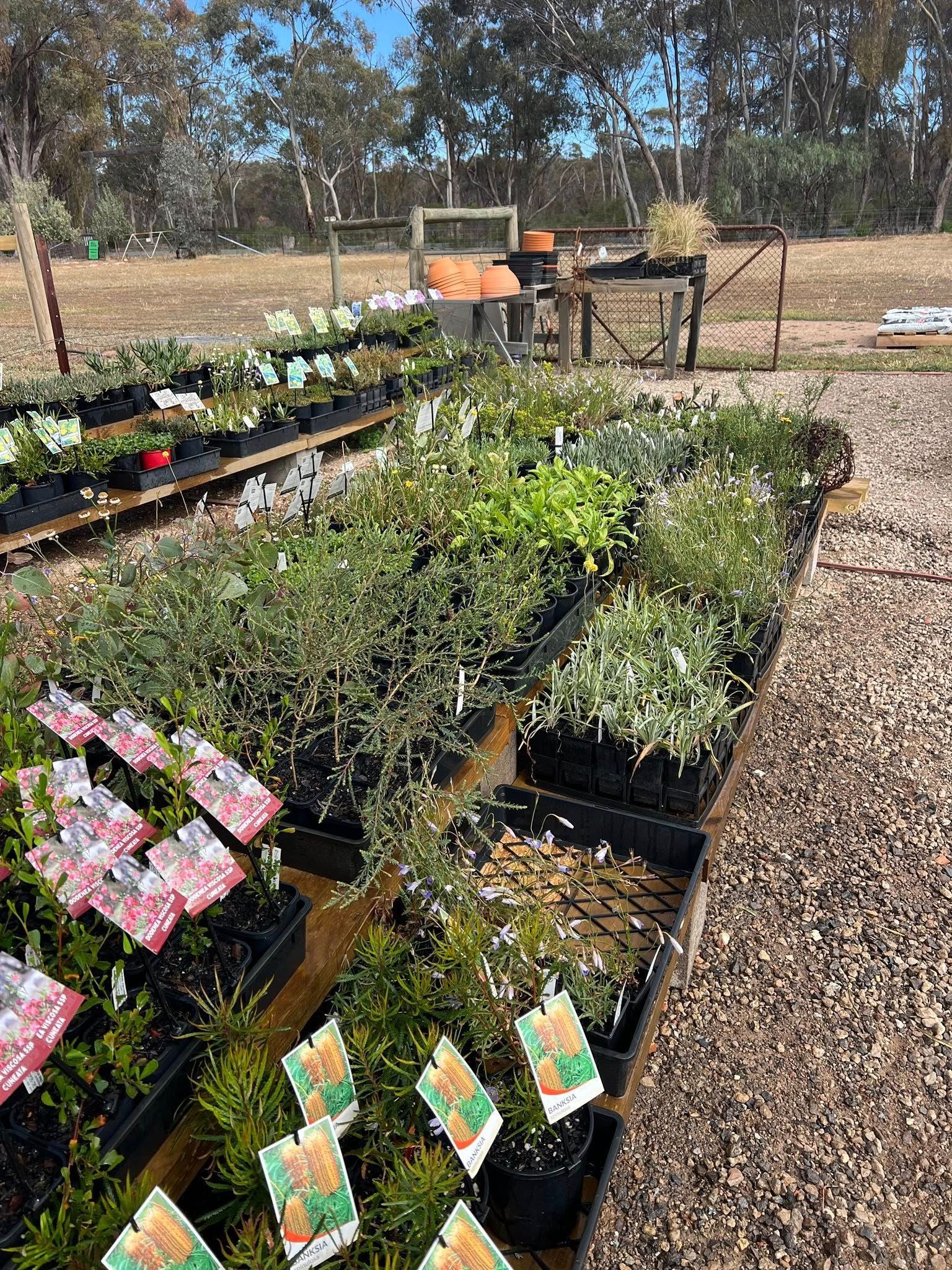 Outdoor nursery with rows of potted plants and flowers on wooden tables in a sunny field.