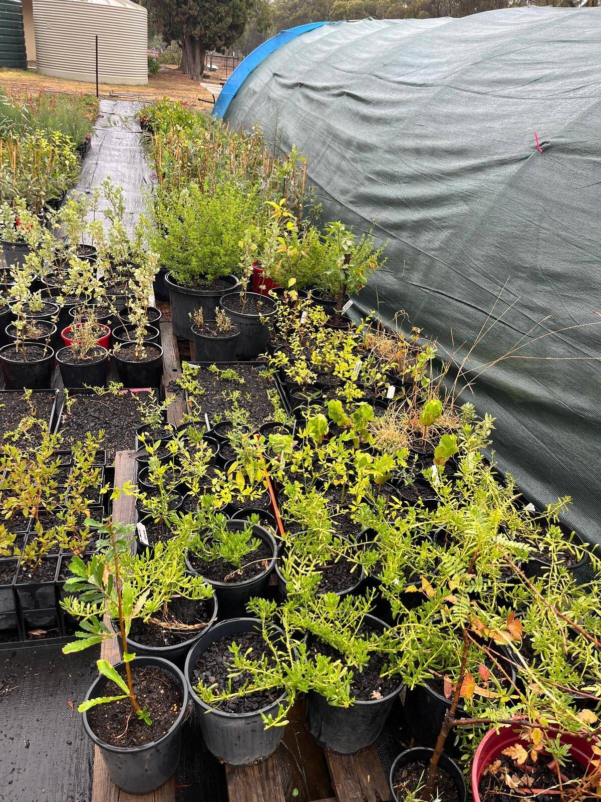 Rows of potted seedlings and young plants in a garden nursery beside a covered hoop house
