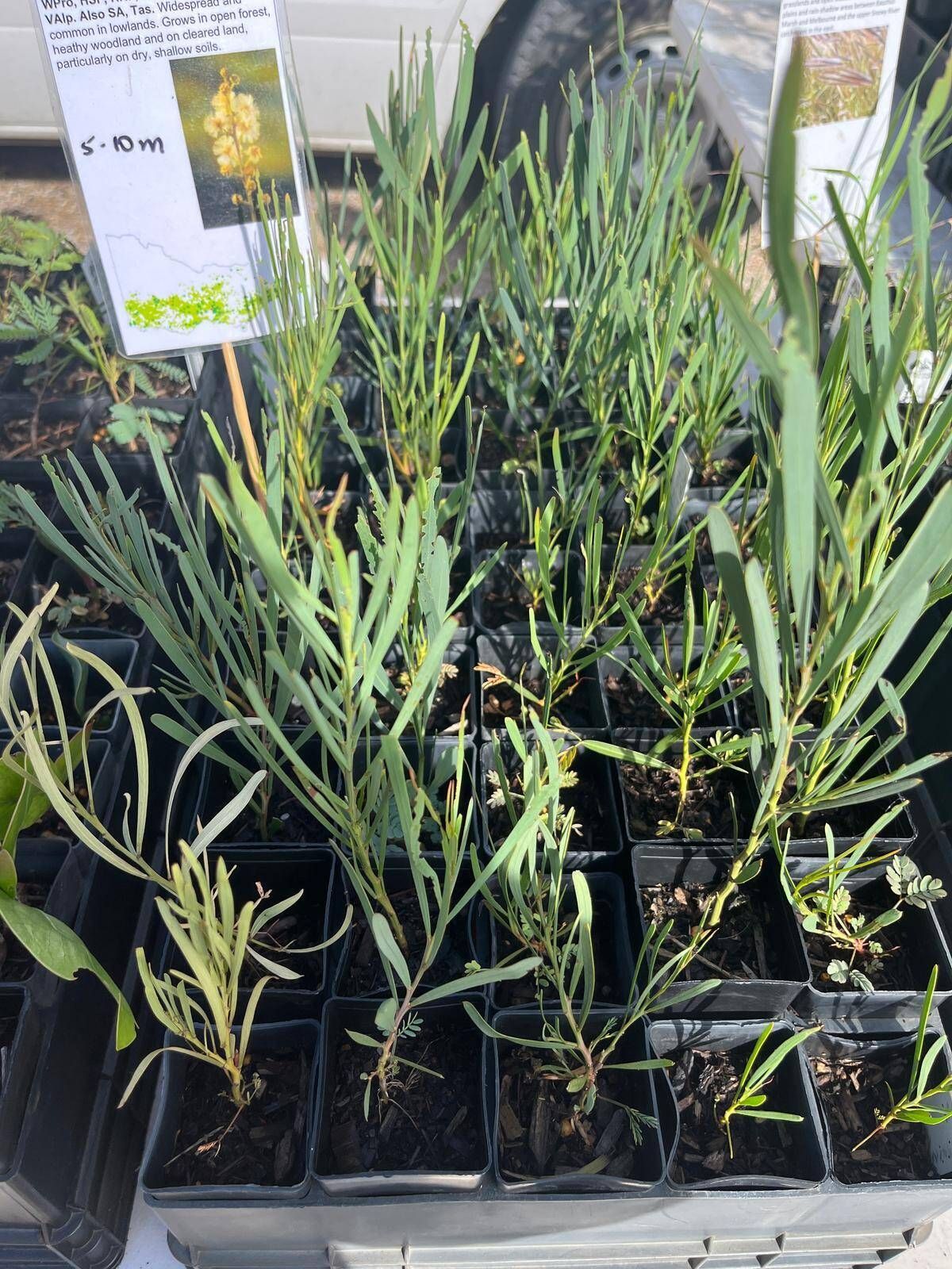Potted green seedlings in a nursery tray, with plant labels in the background.