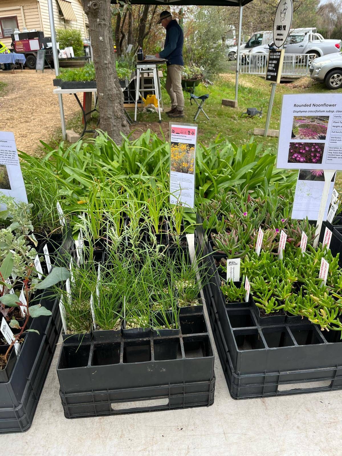 Potted seedlings at an outdoor plant sale, with price signs and a person in the background.