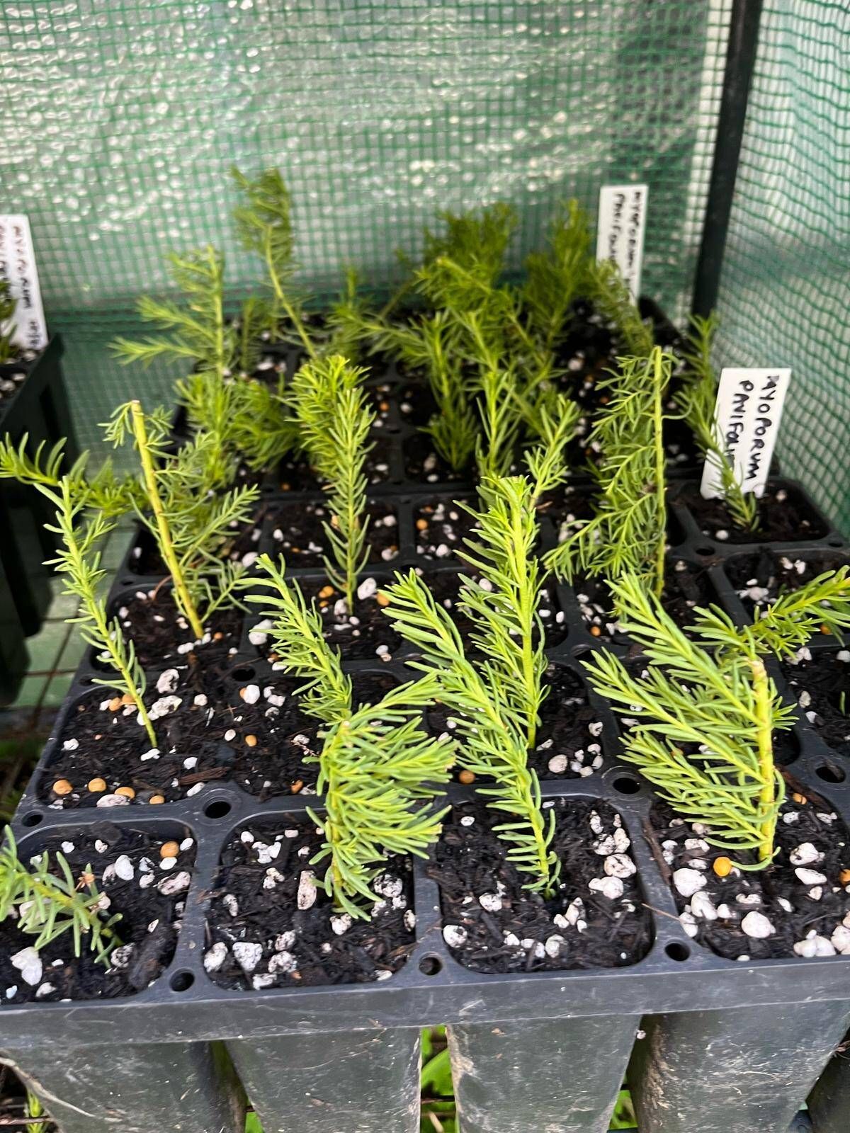 Rows of young green seedlings in black plastic nursery trays inside a greenhouse.