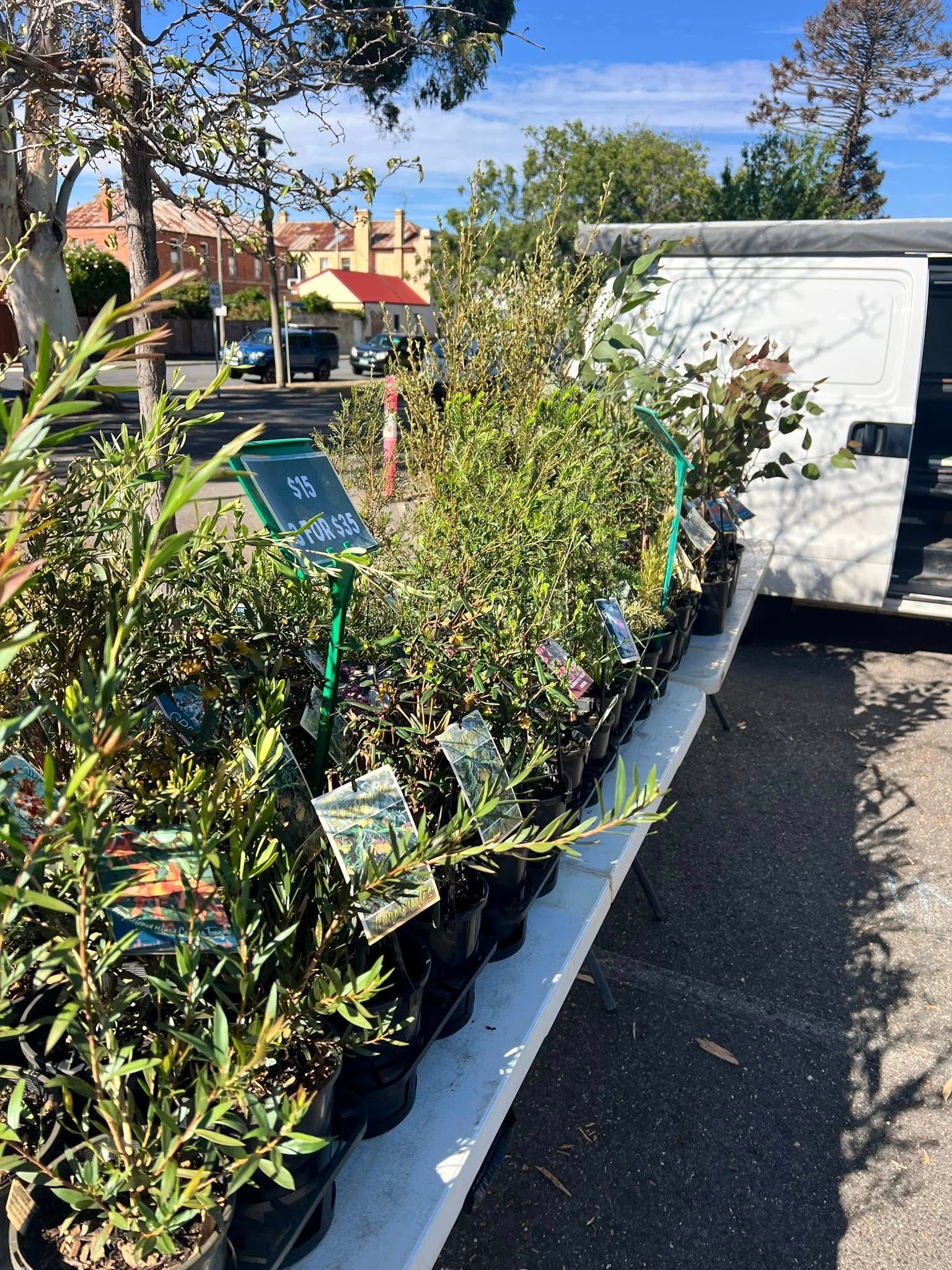Bushes with a small sign along a paved walkway beside a white wall, under a blue sky.