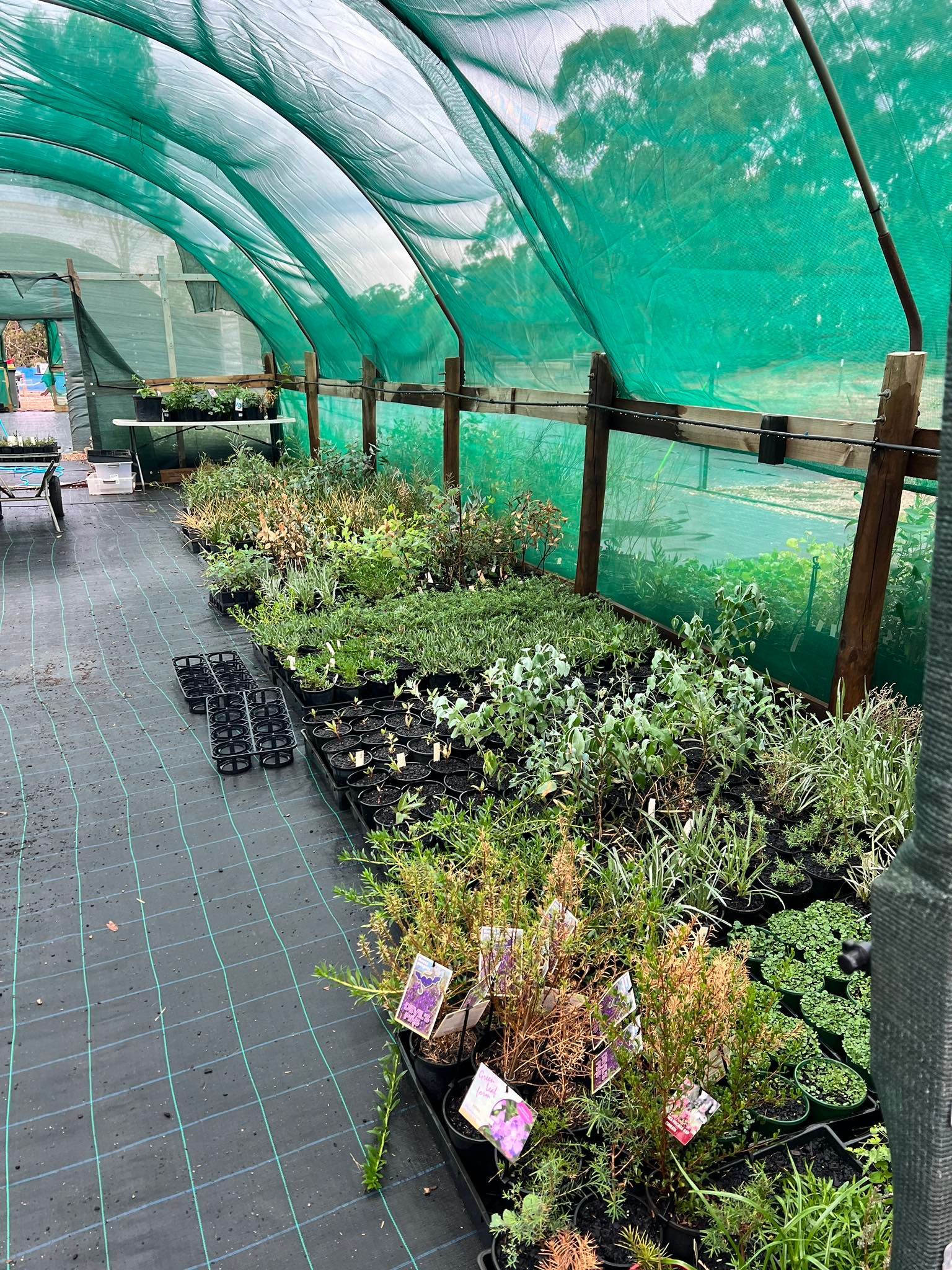 Plant nursery rows under a green mesh canopy beside a paved walkway with potted plants and flowers.