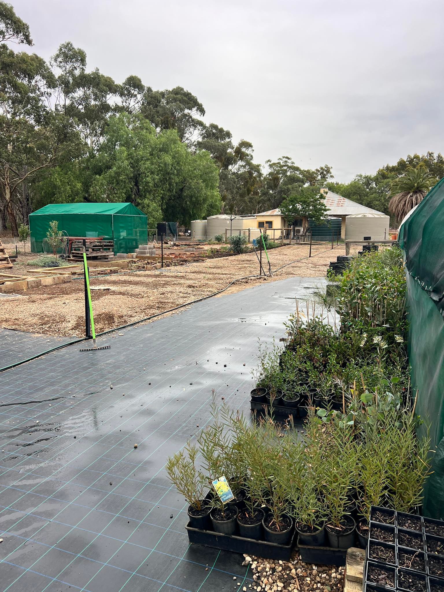 Wet garden path beside rows of potted plants and trees under an overcast sky
