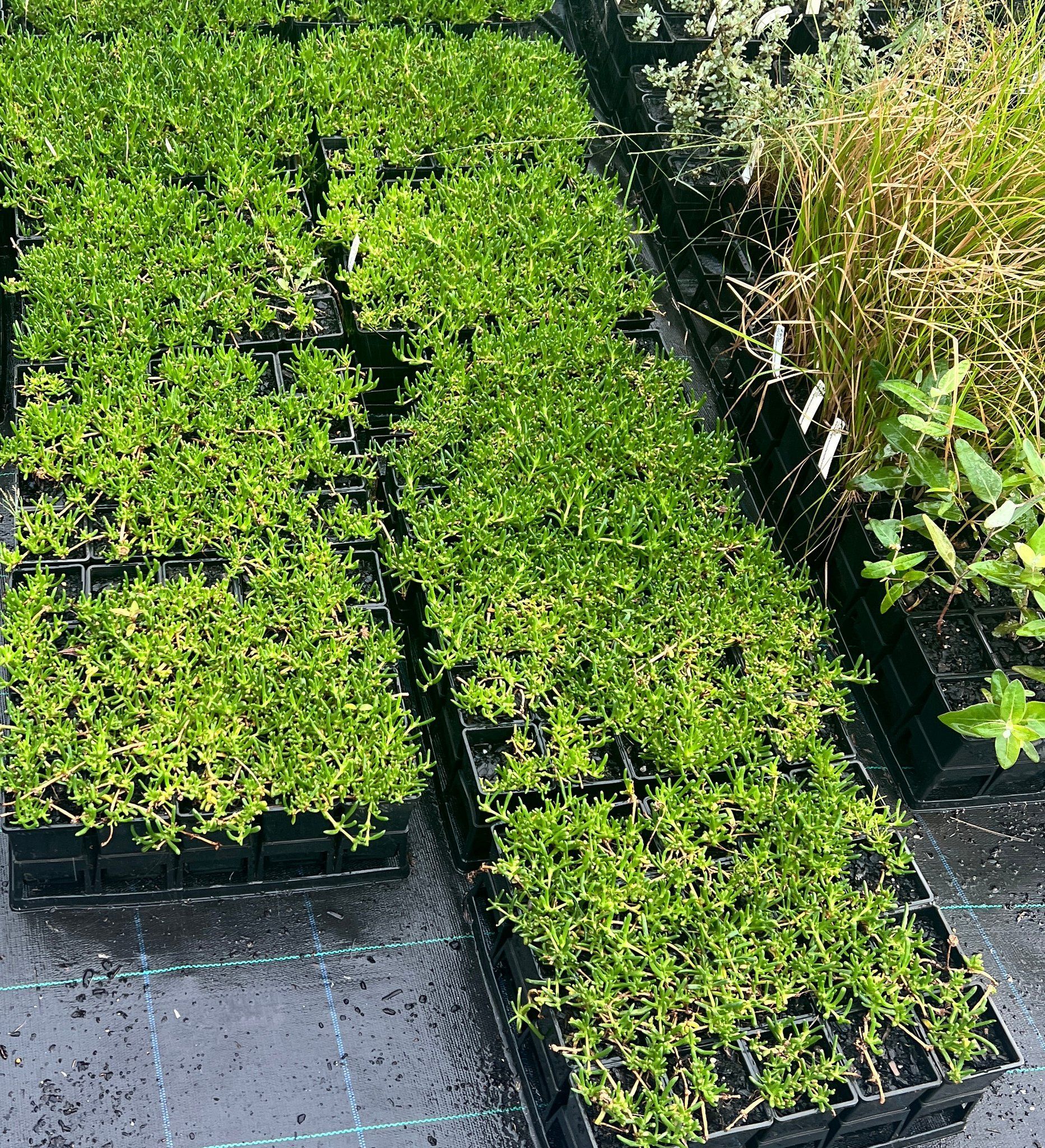 Rows of green seedlings in black trays on a nursery bench outdoors