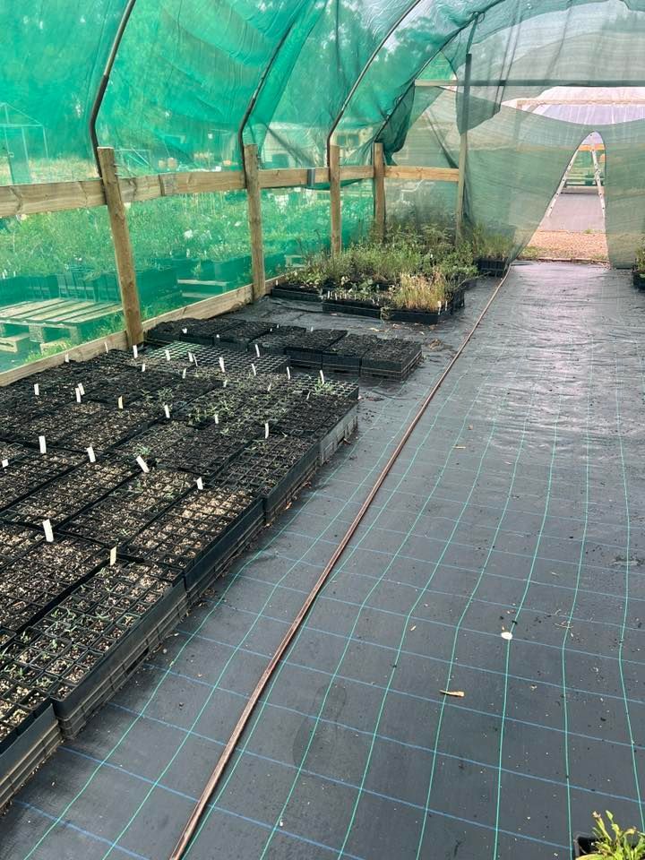 Covered greenhouse walkway beside seedling beds and rows of planted trays under green netting