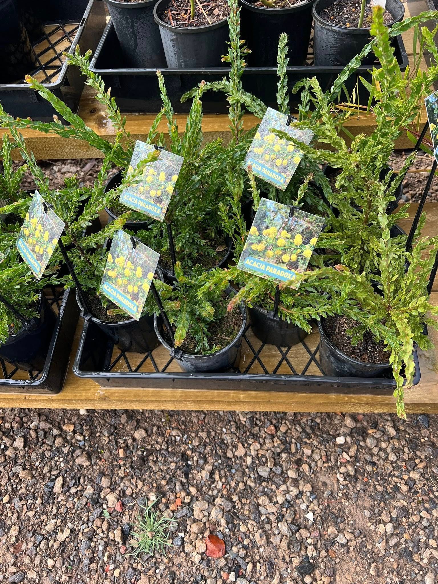 Potted flowering plants with yellow blooms and green foliage on a nursery display shelf