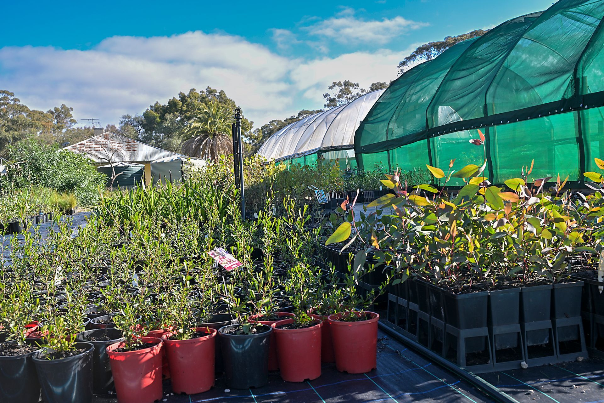 Potted flowering plants with yellow blooms and green foliage on a nursery display shelf