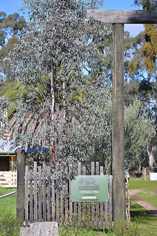 Inglewood Native Plants garden entrance with wooden sign, potted plants, and greenhouse walkway