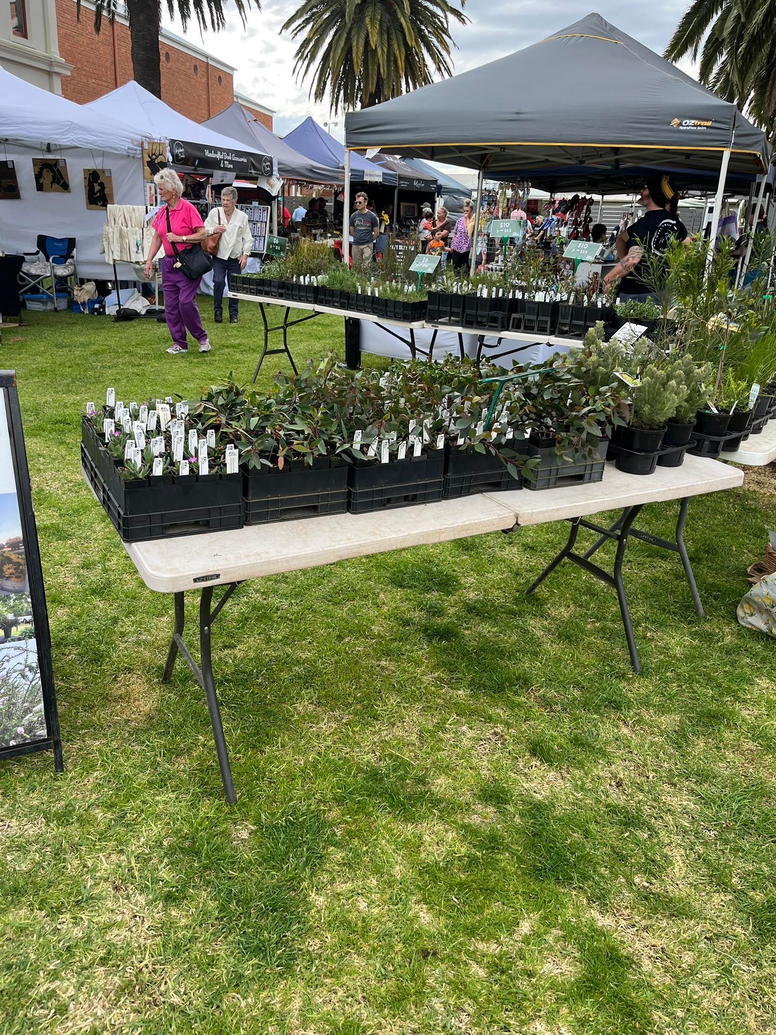 Outdoor plant market with potted seedlings on tables under canopies, with shoppers in the background