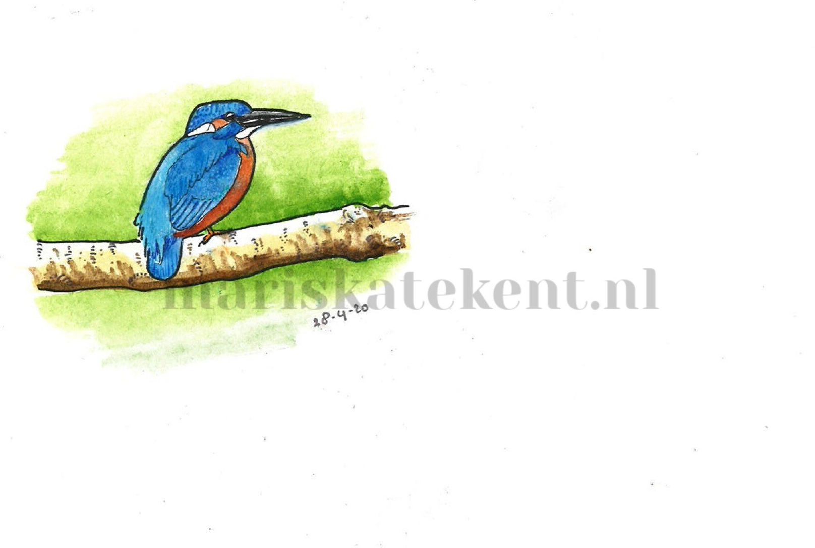 Tekening ijsvogel Mariska
