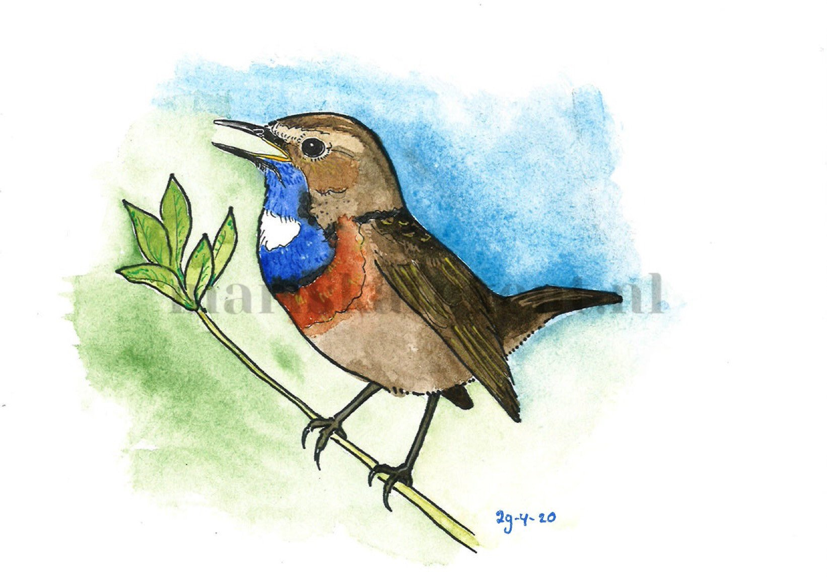 Tekening blauwborst Mariska