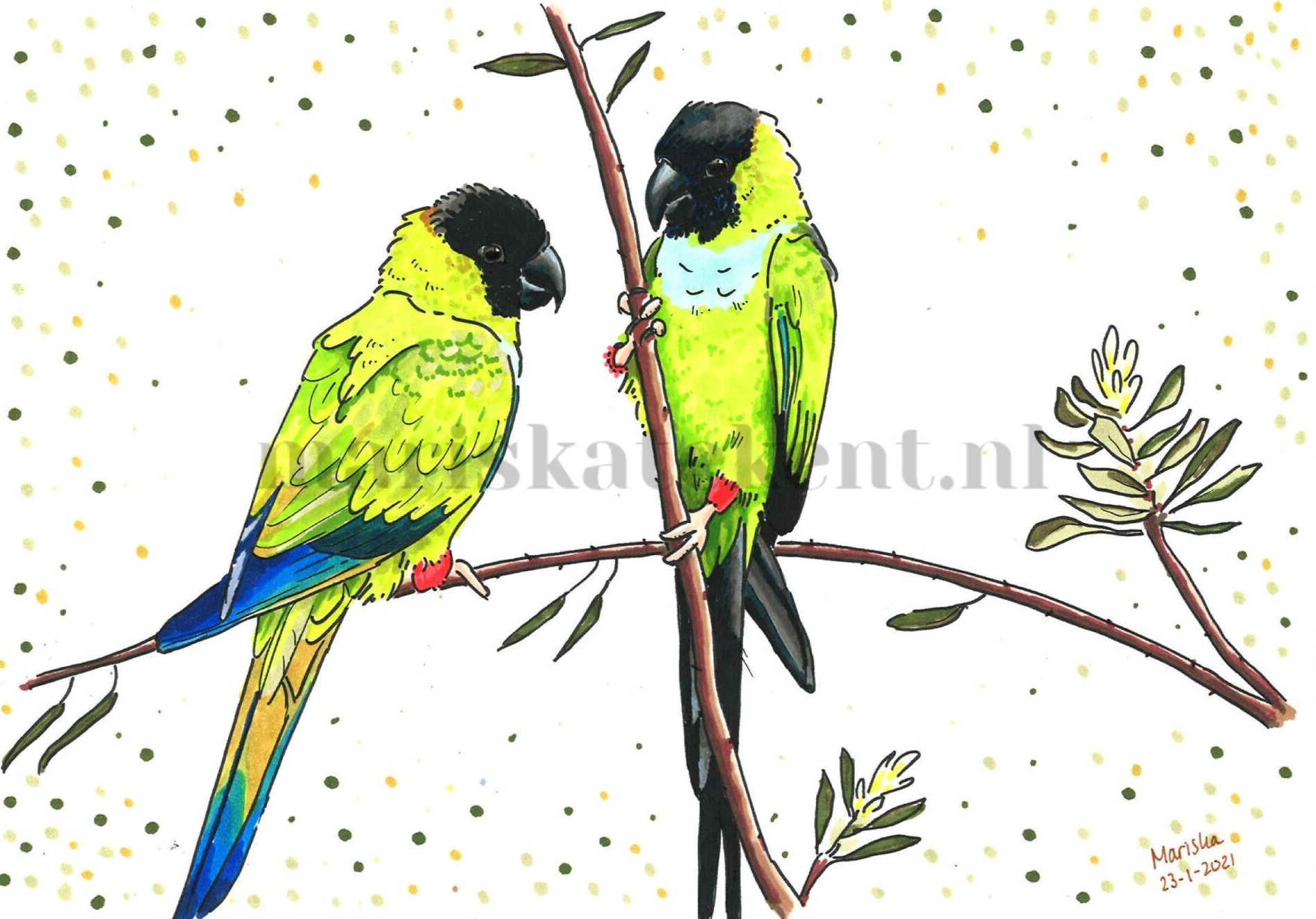 Mariska tekent tekening nandaya parkieten