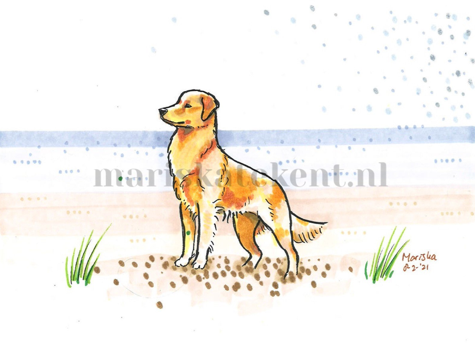 Tekening Golden Retriever strand Mariska tekent jack russel chihuahua whippet duitse staander spaniel
