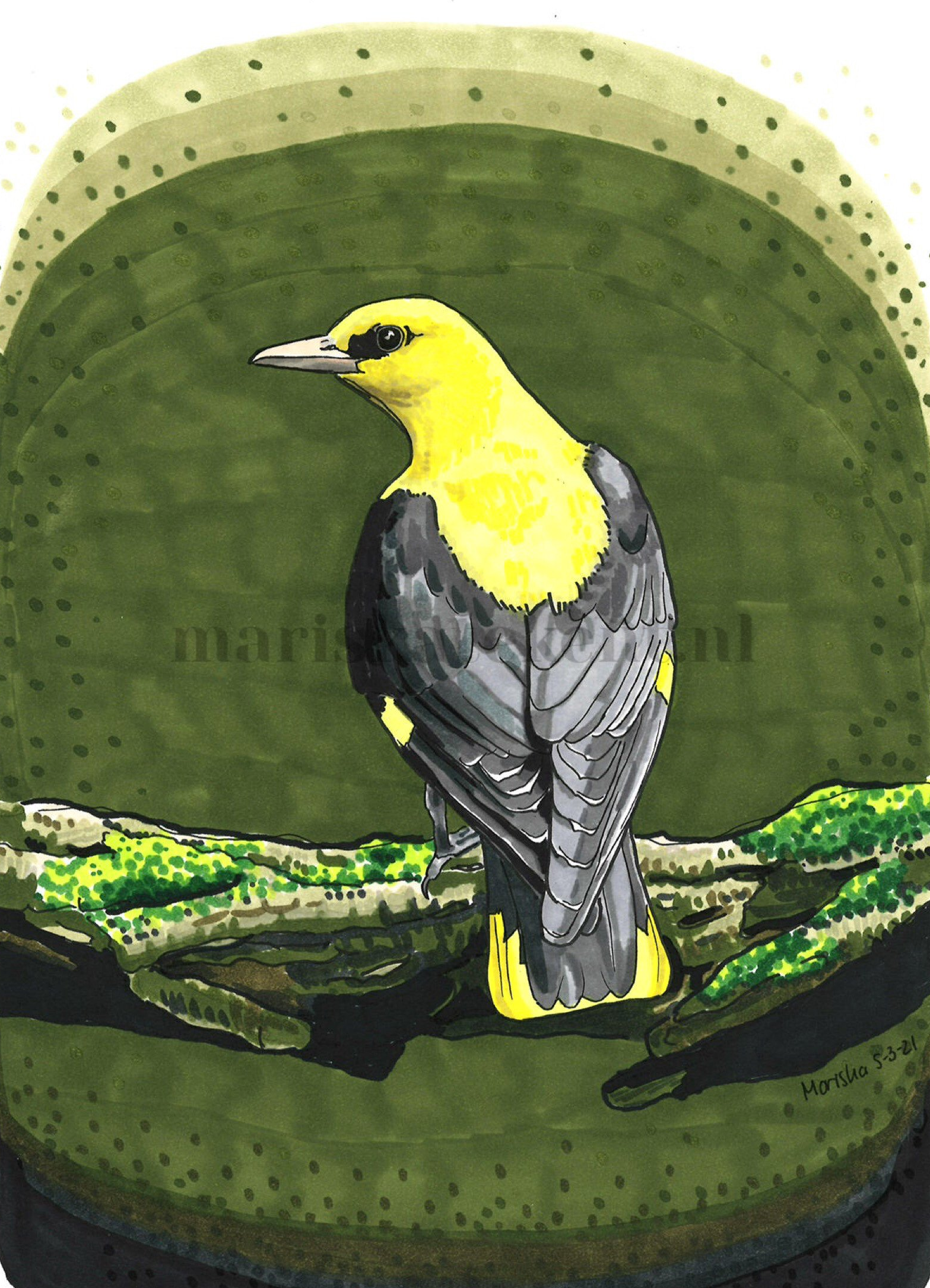 Tekening wielewaal Mariska