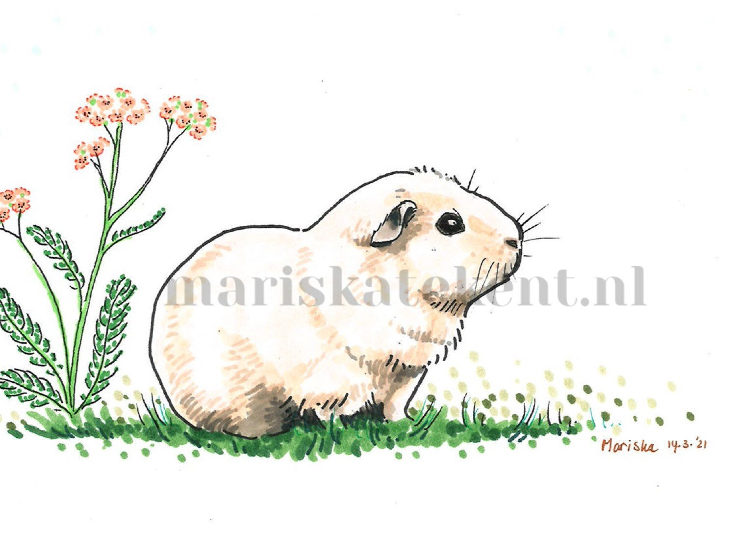 Mariska tekent tekening cavia