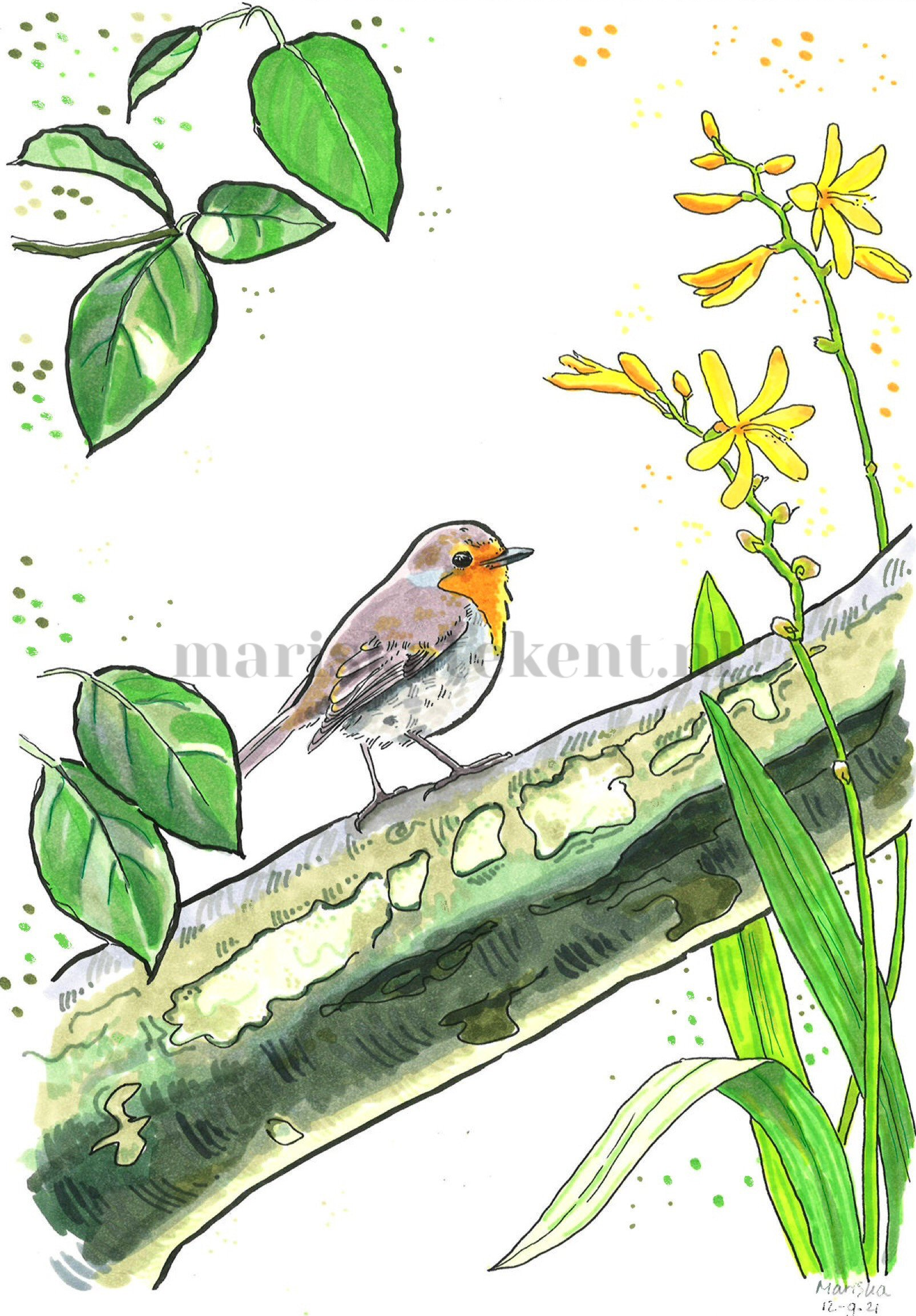 Tekening roodborstje Mariska