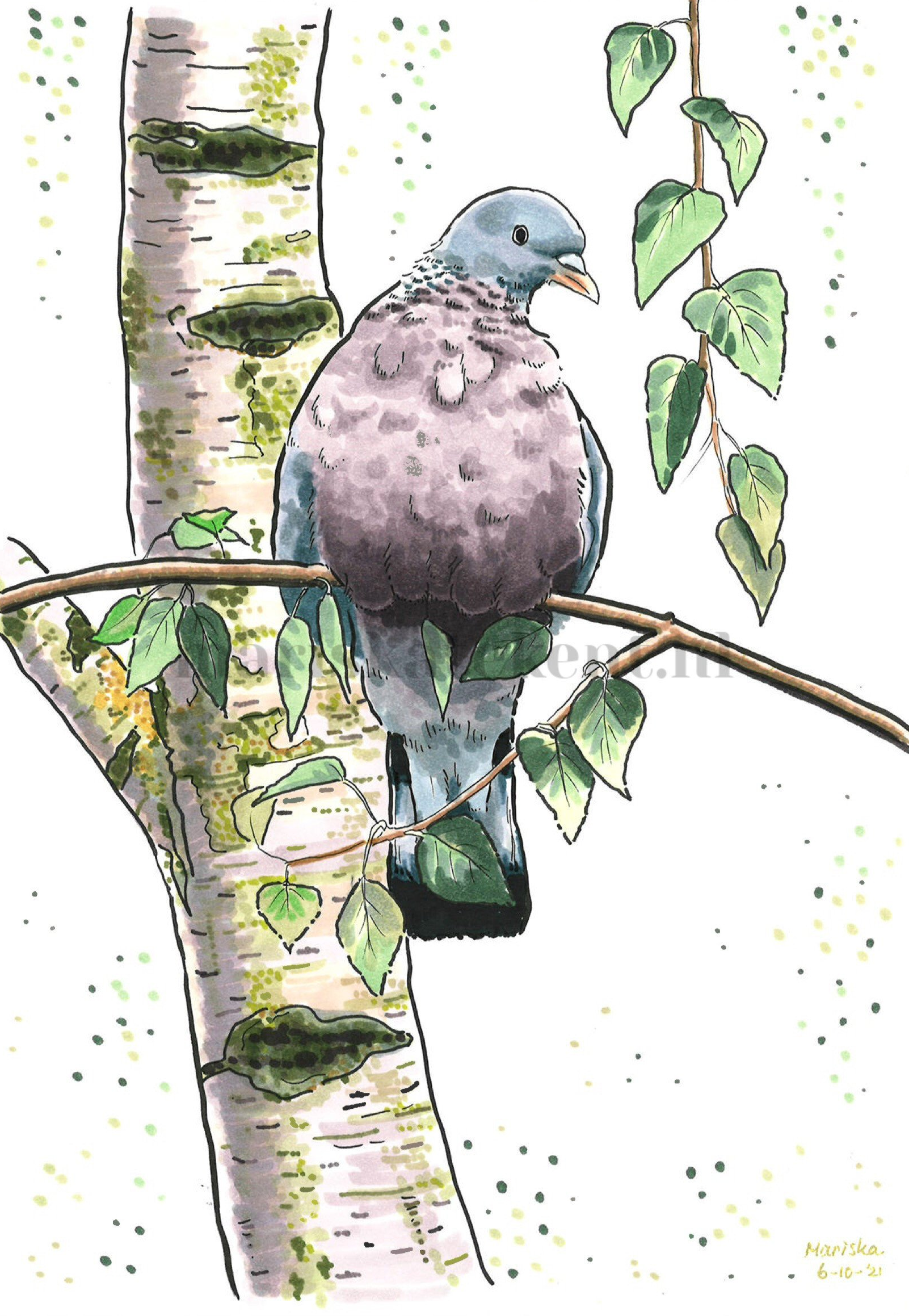 Tekening houtduif Mariska