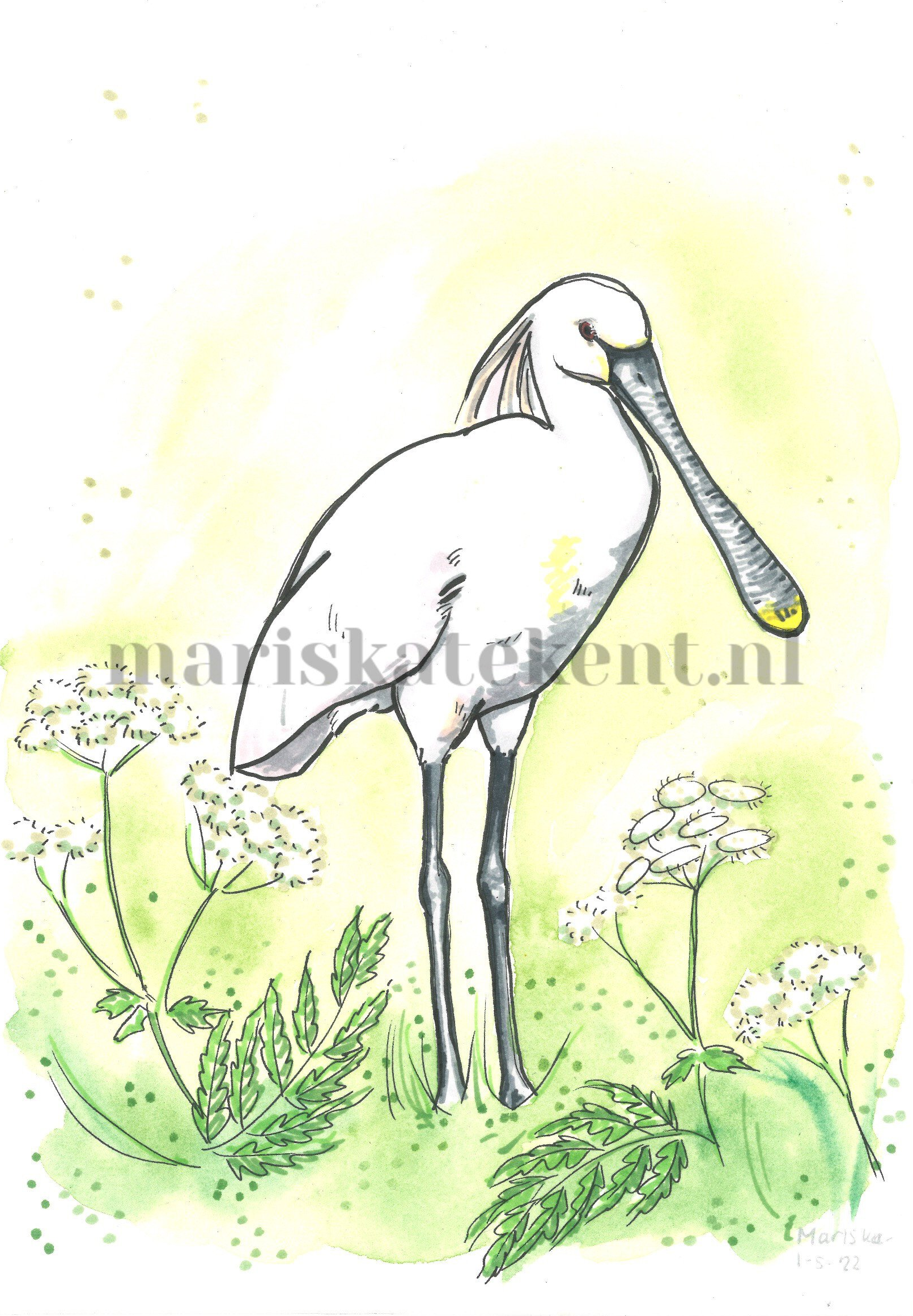 Tekening lepelaar Mariska