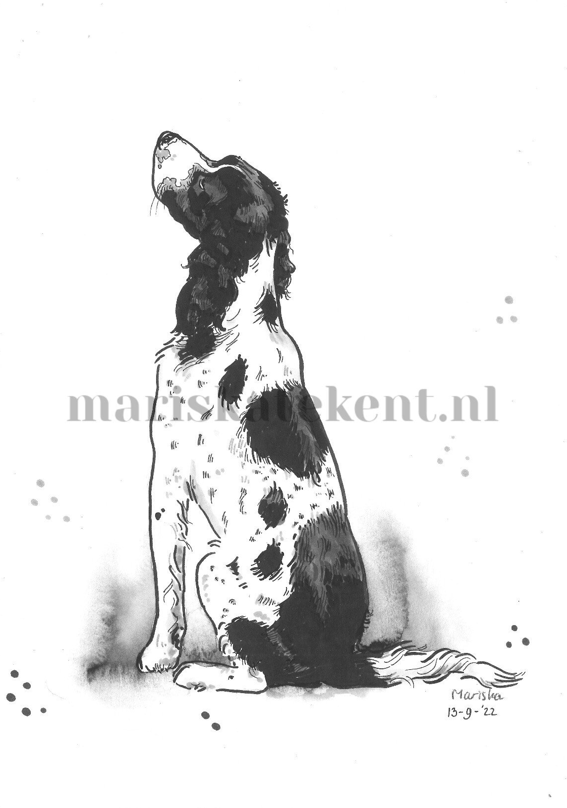 Mariska tekent tekening hond Springer Spaniel