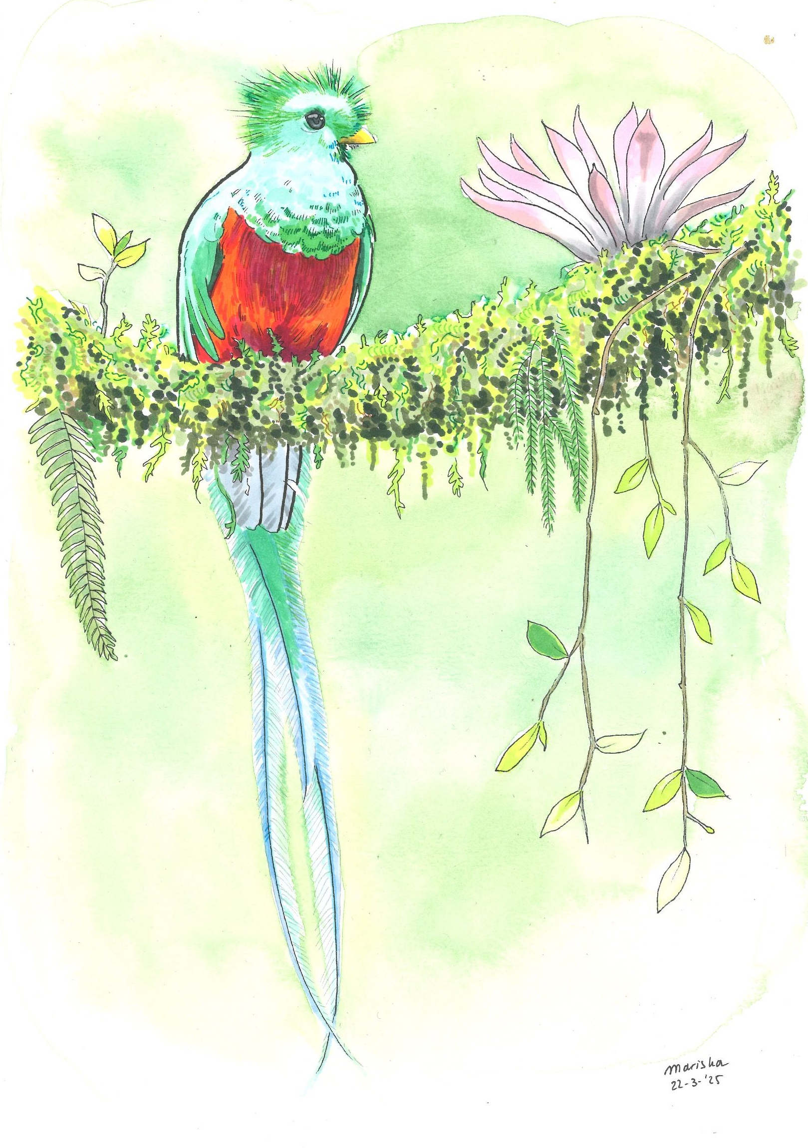 Quetzal Mariska tekent