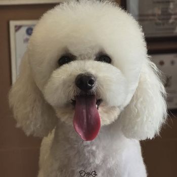 Cane bianco e soffice con naso nero e lingua rosa fuori, rivolto in avanti all'interno