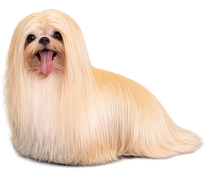 Cane a pelo lungo color crema con la lingua rosa, sdraiato su sfondo bianco.
