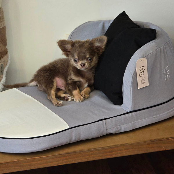 Un piccolo cucciolo di Chihuahua marrone seduto su un divano grigio per animali domestici con un cuscino nero.