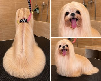 Cane color crema a pelo lungo, toelettato per ottenere un mantello arrotondato, mostrato di spalle, di fronte e di lato in un salone di toelettatura.