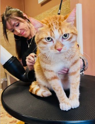 Gatto arancione e bianco su un tavolo da toelettatura, con un toelettatore che gli spazzola il pelo in un salone.