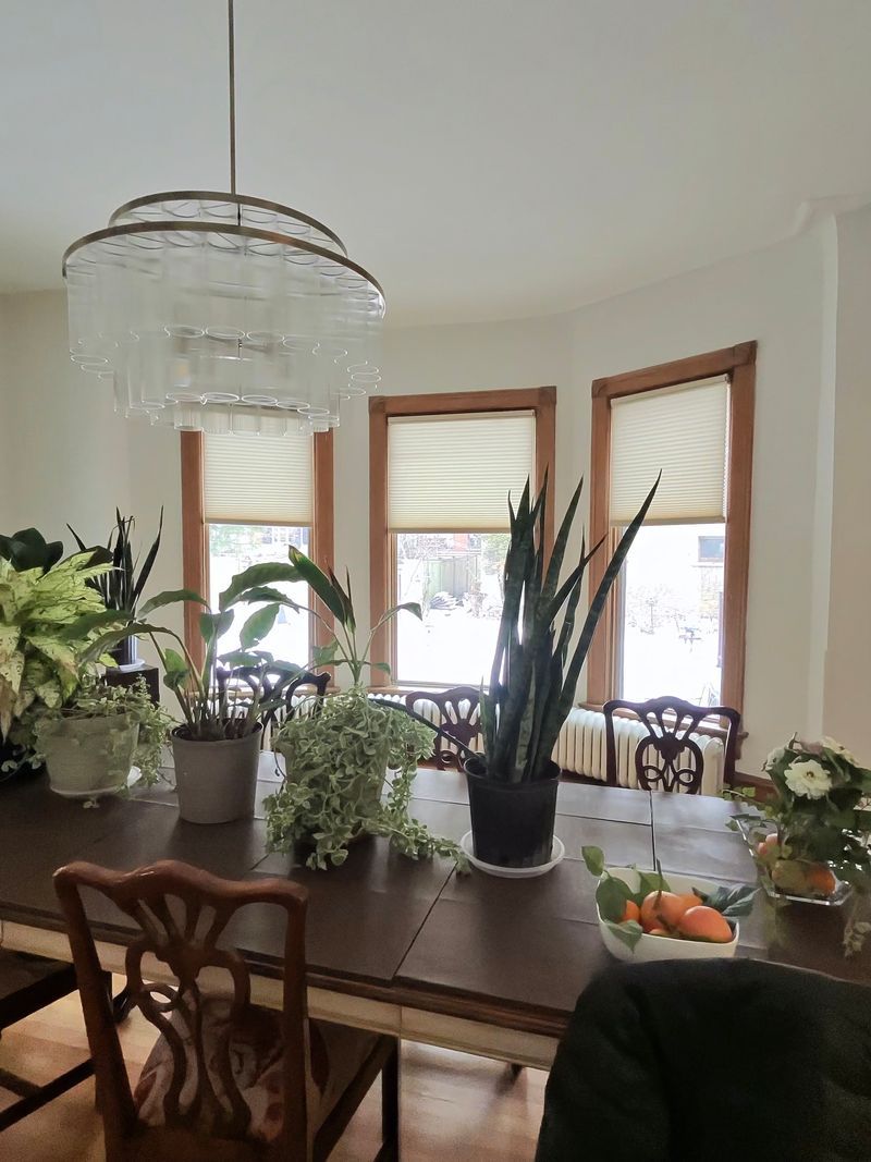Dining room with a long table, potted plants, and sunlight through three windows.