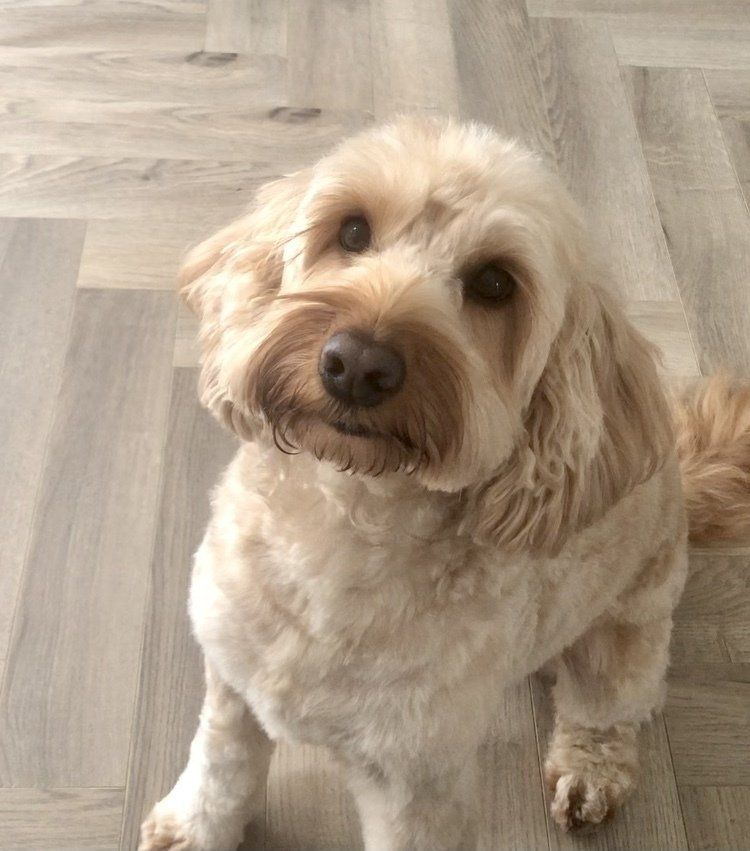 Cockapoo