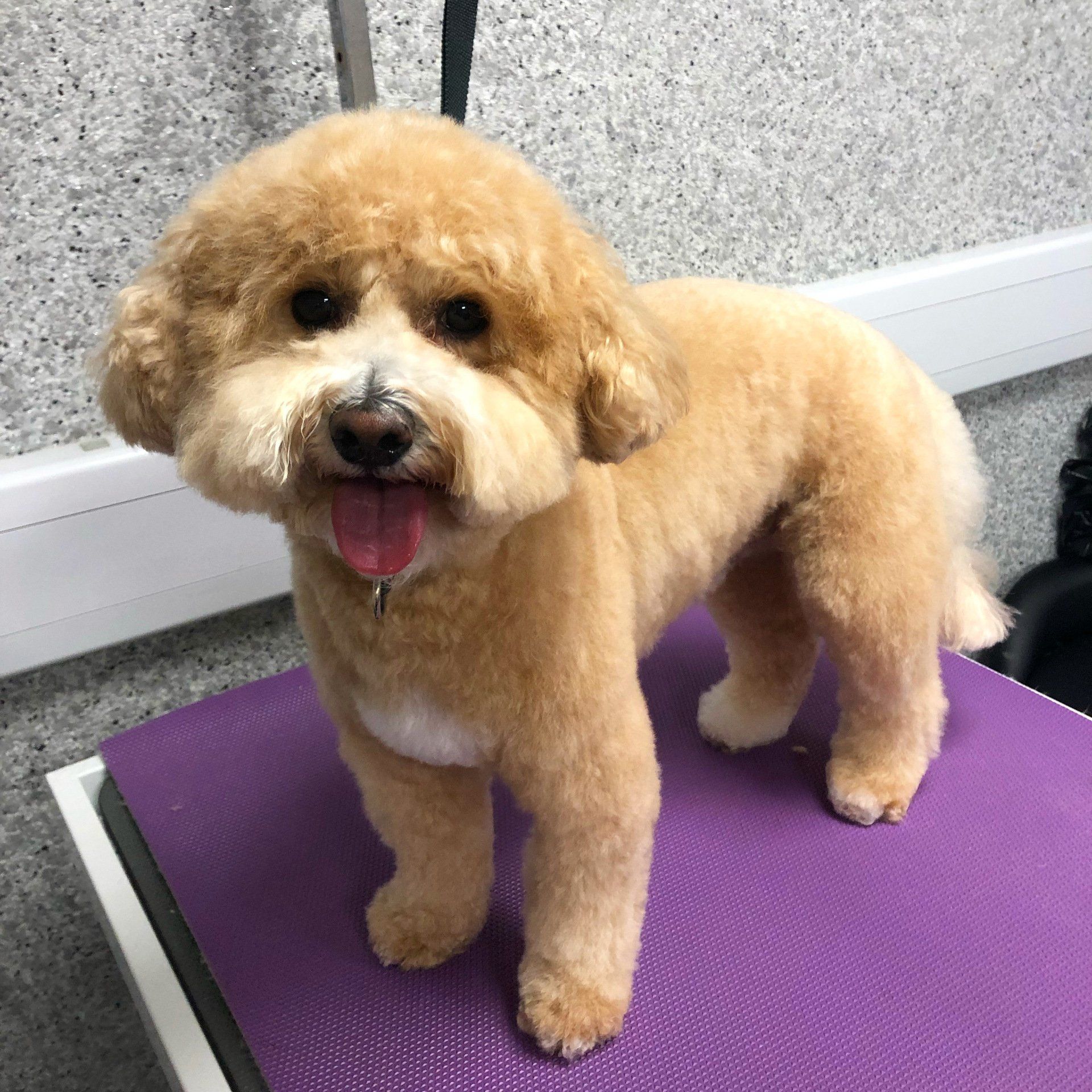 Cavapoo