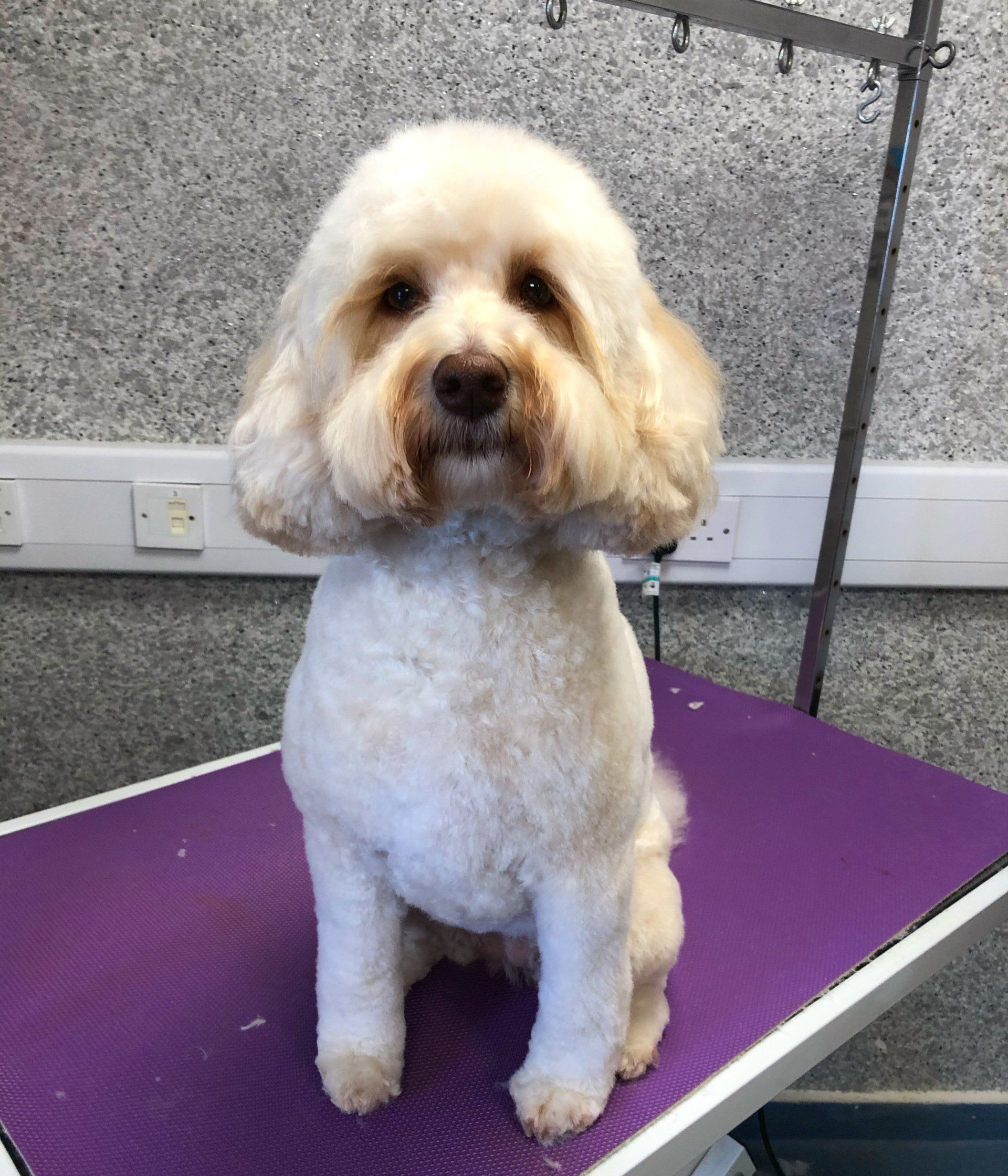 Labradoodle