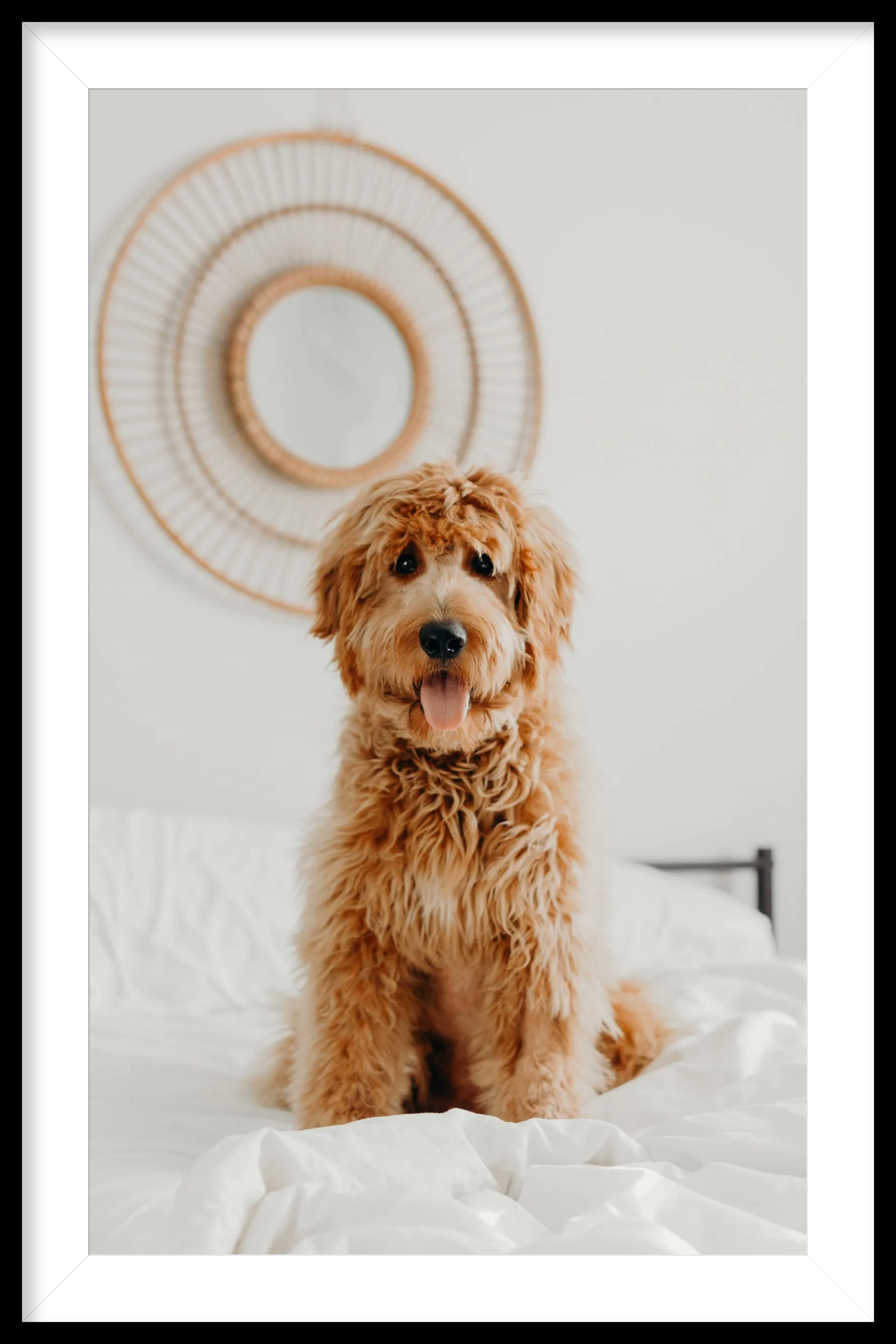 Labradoodle Labradoodle groom