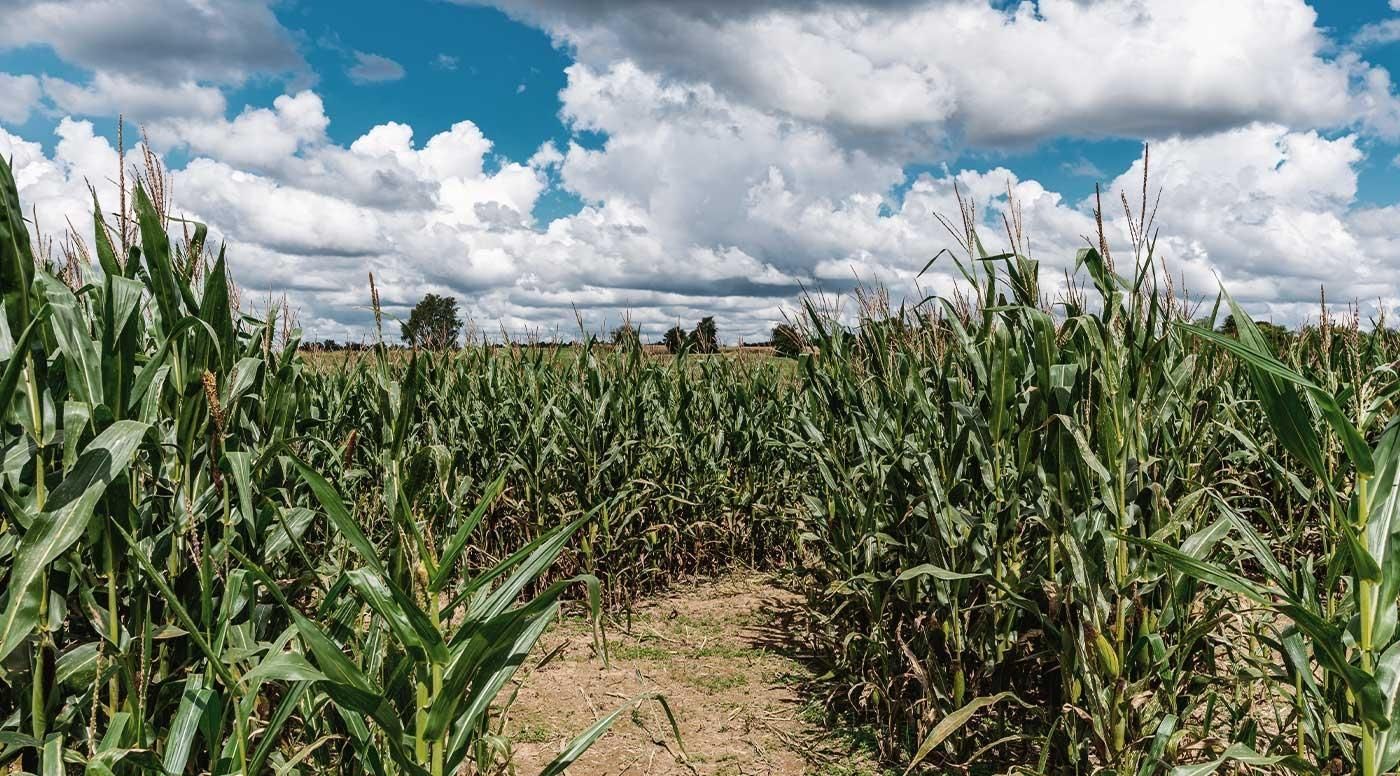 A corn field being grown to create bourbon. A corn field being grown to create bourbon.