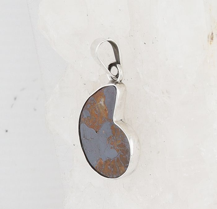 CHAR P-0129 AMM  (Ammonite Fossil)