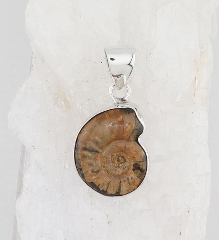 CHAR P-0587 AMM  (Ammonite Fossil)