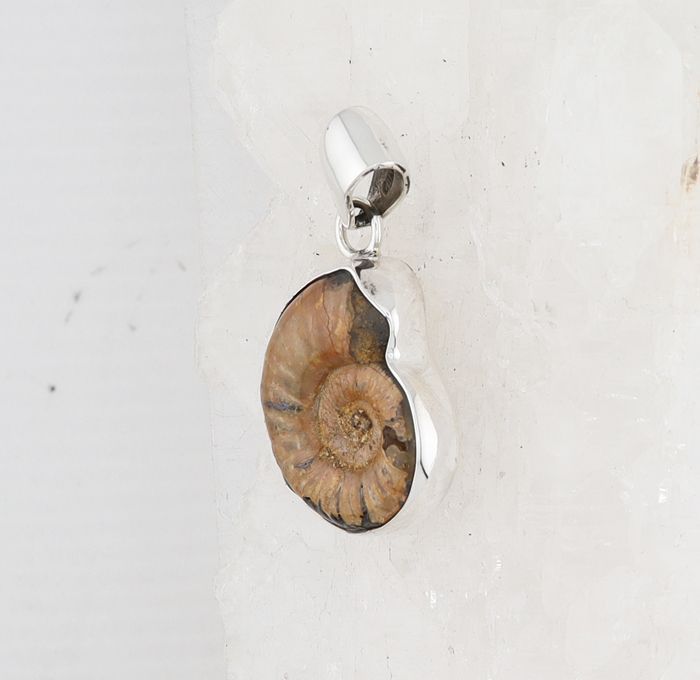 CHAR P-0587 AMM  (Ammonite Fossil)