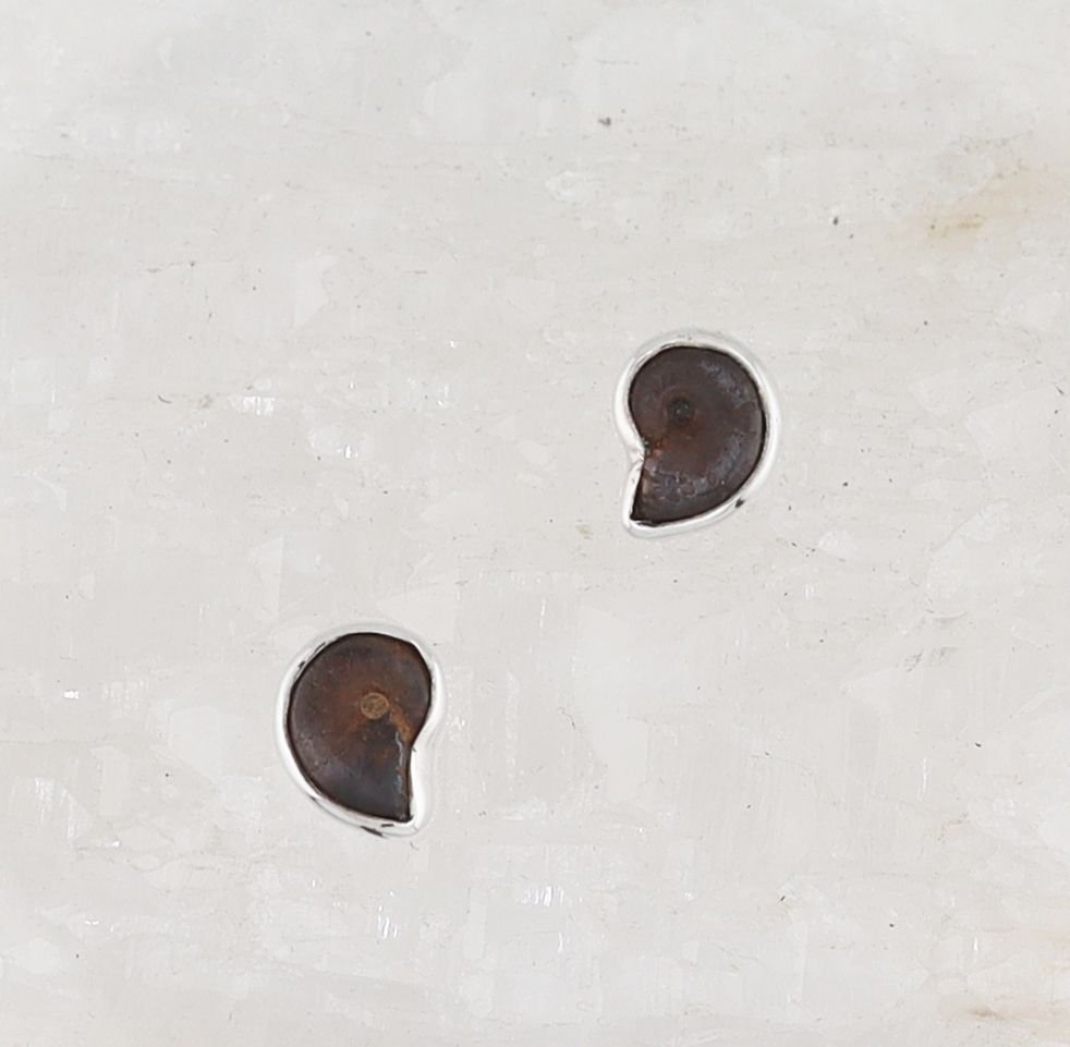 SB ER-0247 AMM  (Ammonite)