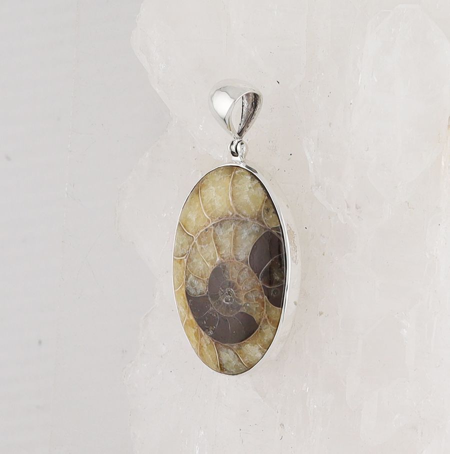 SB P-1300 AMM  (Ammonite Fossil)