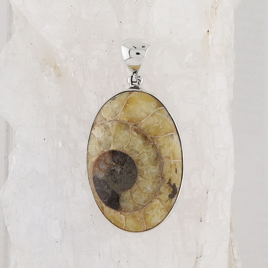 SB P-1301 AMM  (Ammonite Fossil)