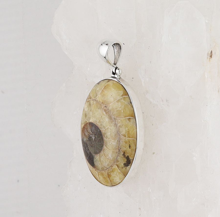 SB P-1301 AMM  (Ammonite Fossil)