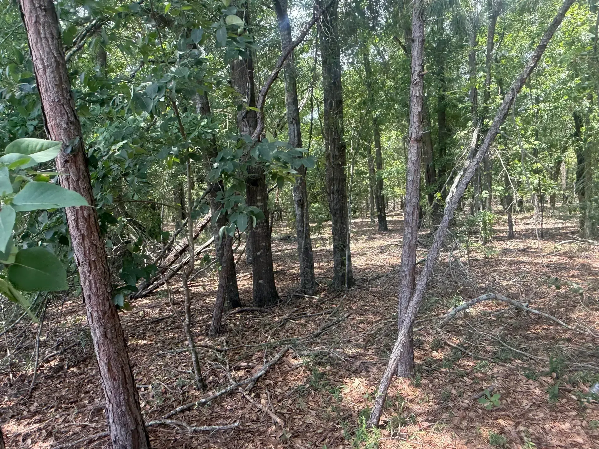 Wooded area with tall trees, green foliage, and a leaf-covered ground in daylight