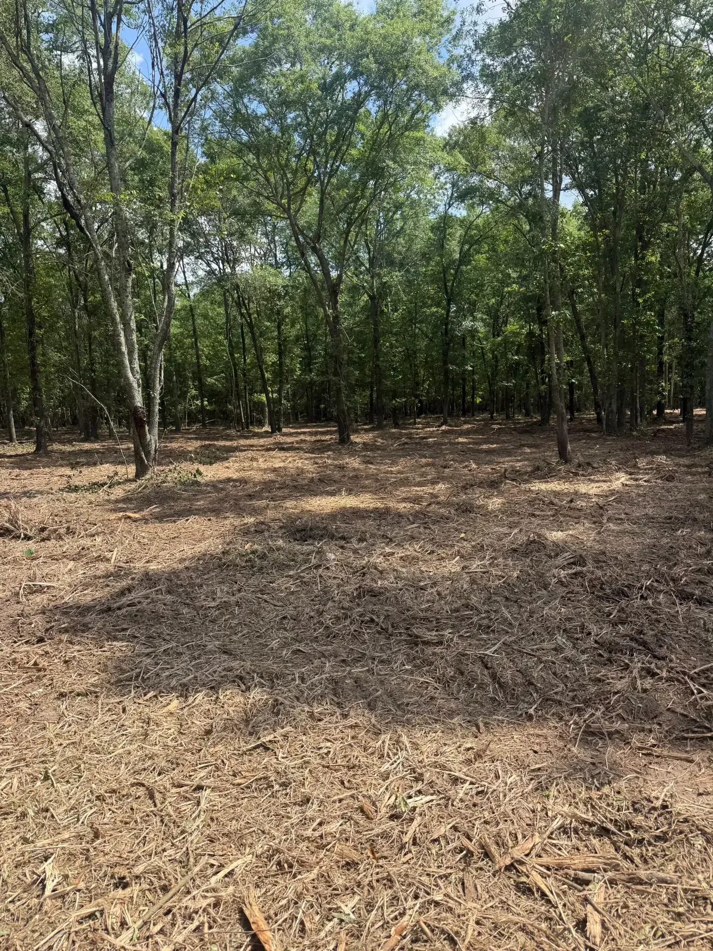 Wooded clearing with dry leaves and tall green trees under bright daylight